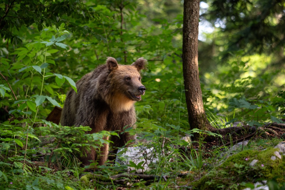 Bear Market forest