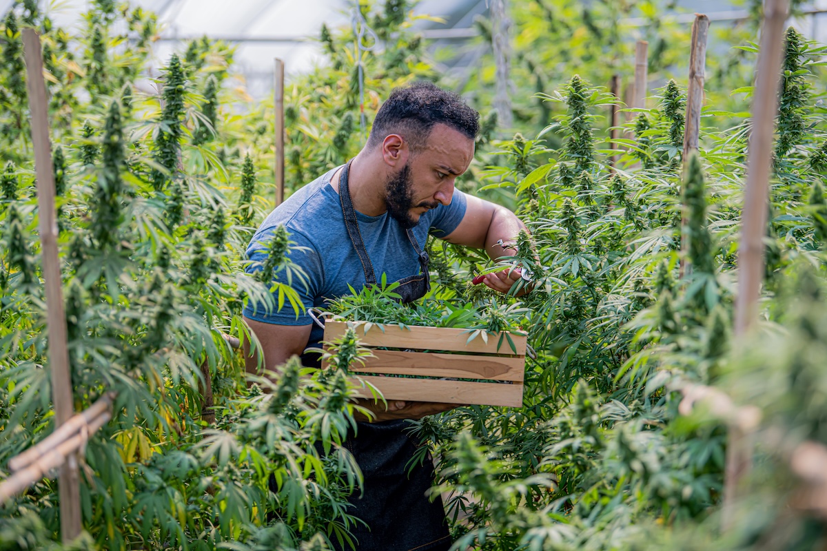 Cannabis stocks