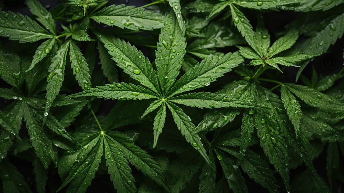 Cannabis