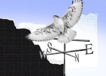 hawk